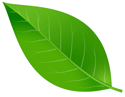 A Leaf